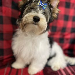 Biewer Terrier Puppies from Southern Star Biewers