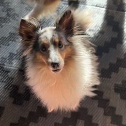 Elsie - Shetland Sheepdog