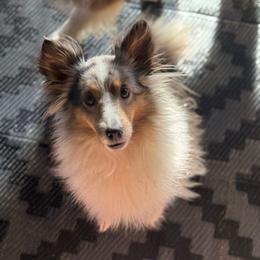 Elsie - Shetland Sheepdog