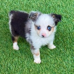 Merle female - Blue merle female Toy Australian Shepherd puppy in Lemon Cove, California from Magic Ranch Mini Aussies