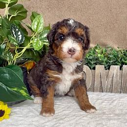 Feta - Chocolate merle female Bernedoodle puppy in Seymour, Missouri from D and D’s Dandy Doodles