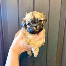Hermione - Gold female Shih Tzu puppy in Stroud, Oklahoma from Laik’s Little Shihtz & Poms