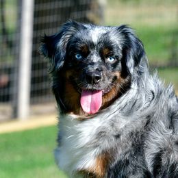 Tootsie - Miniature Australian Shepherd