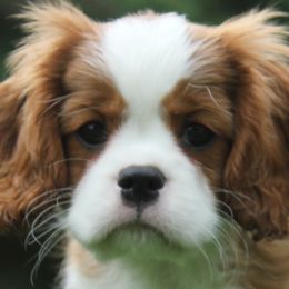 Cavalier King Charles Spaniel Puppies from Saranade Cavaliers