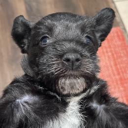 Carter - Black male Miniature Schnauzer puppy in Interlachen, Florida from Pam's Schnauzers
