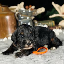 Orange boy - Phantom male Bernedoodle puppy in Waukesha, Wisconsin from Bernedoodle Boutique (and Cavapoos)