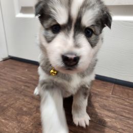 "Harleen and J's Puppies" Siberian Husky Puppies from JK Huskies