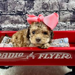 Blanche - Brown female Poodle puppy in Lancaster, Missouri from Cavapoo Acres