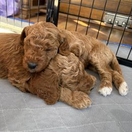 Goldendoodle Puppies from Fenna’s Goldendoodles