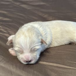 Black collar - Cream male Lhasa Apso puppy in Port Royal, Virginia from Hearth and Hound Family Farms