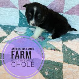 Chloe - Black tri female Miniature Australian Shepherd puppy in Kettle Falls, Washington from Ellie's Miniature Australian Shepherds