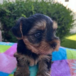 Leila - Black and tan female Yorkshire Terrier puppy in Kennewick, Washington from Lisa’s Little Yorkies