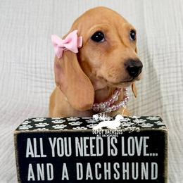 Hildy: Short Hair, Red, Mini AKC - Red female Dachshund puppy in South Easton, Massachusetts from Depot Dachsies