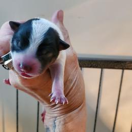 Full mask f2 - Blue speckled female Australian Cattle Dog puppy in Lenoir, North Carolina from Blue Coyote Ranch