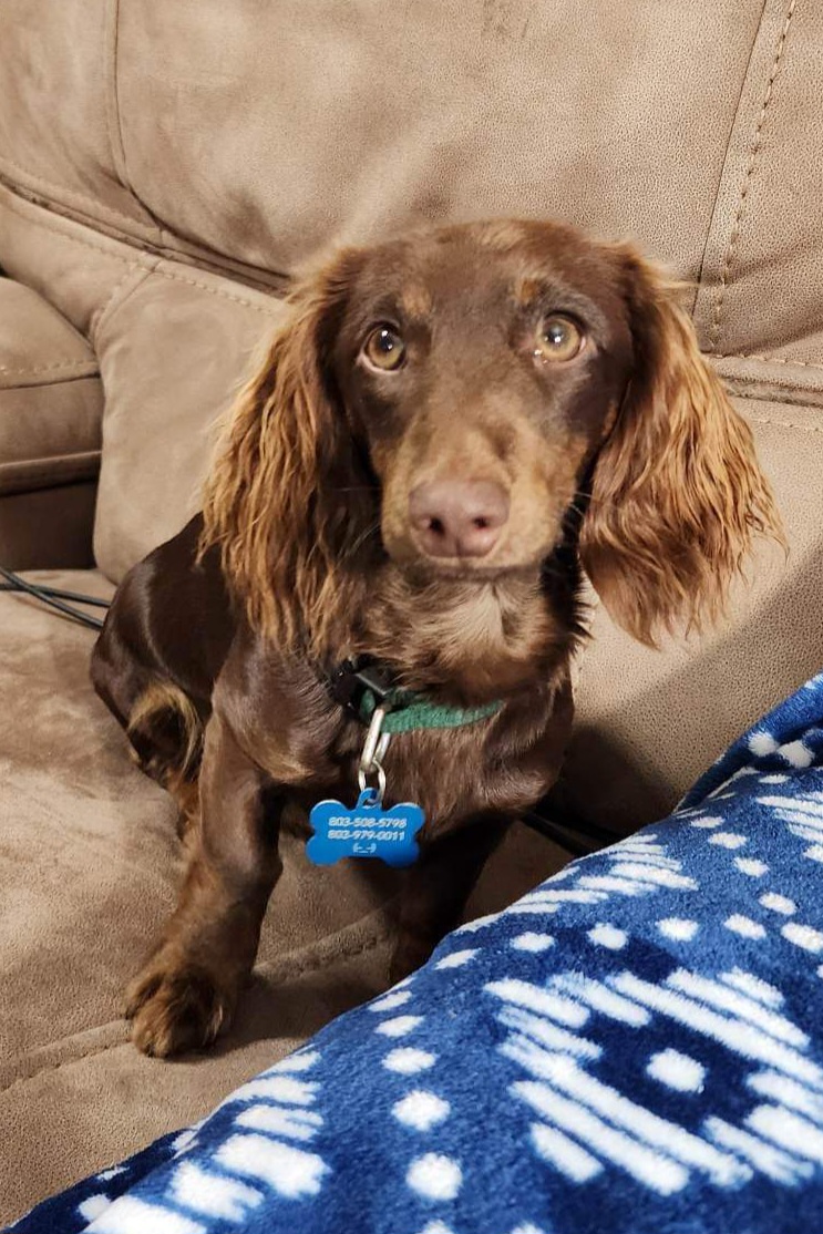 Remi - Dachshund