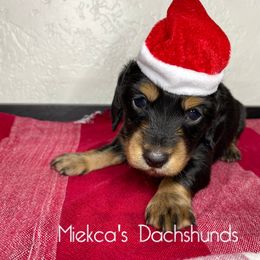 Coffee - Black and tan Dachshund puppy in Orem, Utah from Miekca’s Dachshunds
