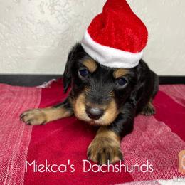 Coffee - Black and tan Dachshund puppy in Orem, Utah from Miekca’s Dachshunds