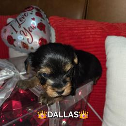DALLAS - Blue and gold male Yorkshire Terrier puppy in Eastpointe, Michigan from TLC Kennels TenderLittleCuties