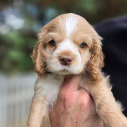 Fitz - Buff male Cocker Spaniel puppy in Winston Salem, North Carolina from The Hearthstead
