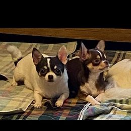 Chihuahua All Grown Up from Jacquelyn Florea