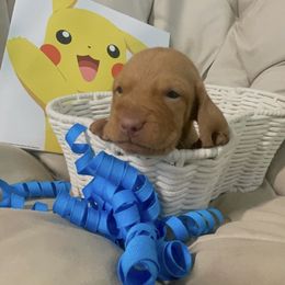 Popplio - Golden rust male Vizsla puppy in Bloomington, Indiana from Envizion