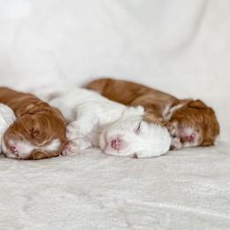 Australian Labradoodles, Goldendoodles, and Poodles from Aloha Doodles & Poodles