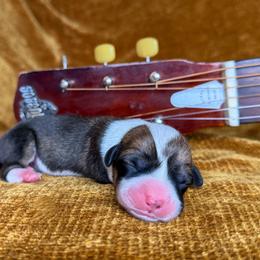 CRYSTAL - Sable female Pembroke Welsh Corgi puppy in Ritzville, Washington from Sapphire Iris Corgis