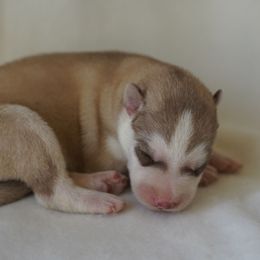 Charlie - Red and white Siberian Husky puppy in Wiscasset, Maine from Running with Huskies