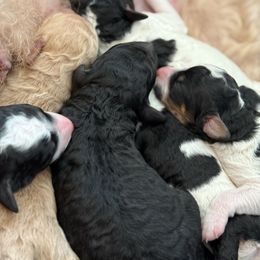 Poodle puppies from Cedar Ridge Standard Poodles