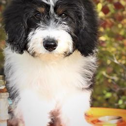 Aussiedoodle Puppies from North Ridge Doodles