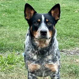 Odessa “Odie” - Australian Cattle Dog