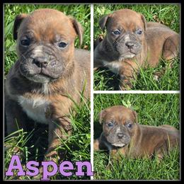 Aspen - Brown brindle female Olde English Bulldogge puppy in Merrill, Michigan from Haase Family Kennels