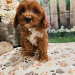 Greta - Red female Cavapoo puppy in Lebanon, Missouri from Leerose Puppies