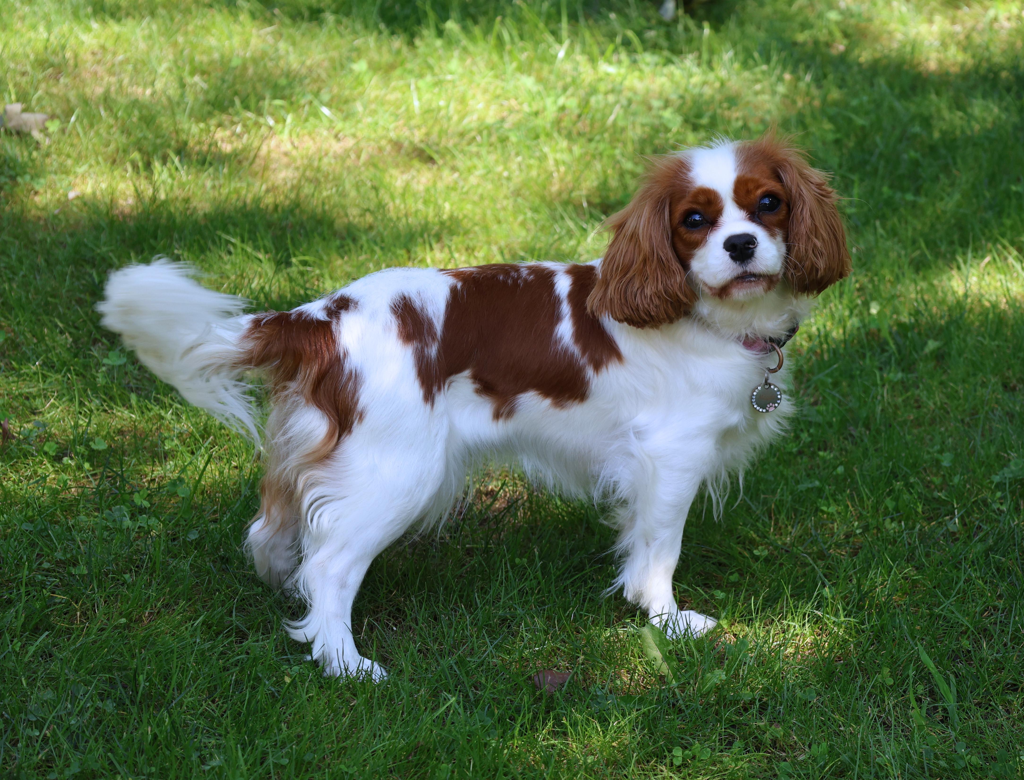 Maggie- OFA Chic 222587
