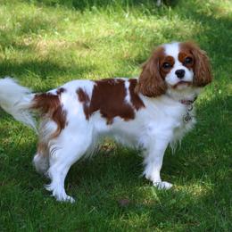 Maggie - Cavalier King Charles Spaniel