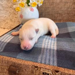 Male 1 - Black and white male Pomsky puppy in Bucyrus, Missouri from Hill Top Pomskies
