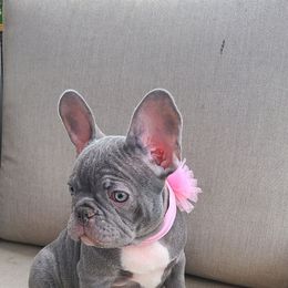 Cinderella Lilac - Blue French Bulldog puppy in California from Alfia's French Bulldogs
