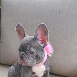 Cinderella Lilac - Blue French Bulldog puppy in California from Alfia's French Bulldogs