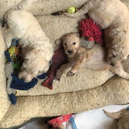 Goldendoodle Puppies from Island Doodles of Maine