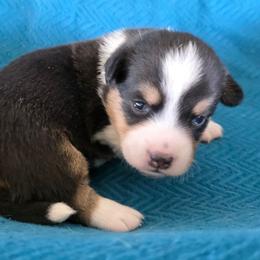 Flash - Black and white female Cardigan Welsh Corgi puppy in Larsen, Wisconsin from Pondside Kennels