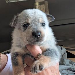 Boy 1 - Blue mottled male Australian Cattle Dog puppy in Choctaw, Oklahoma from Karen Elliott