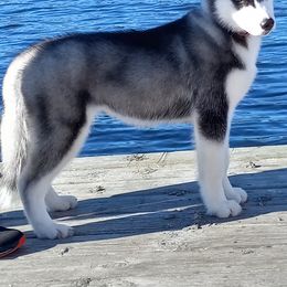 Siberian Husky Puppies from Shadow Wood Forest Kennel