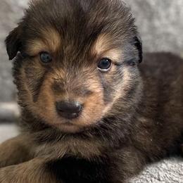 Australian Shepherds from Flying BS Aussies