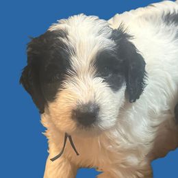 Bluey - Black and white Sheepadoodle puppy in Candler, North Carolina from Celia's Sheepadoodles