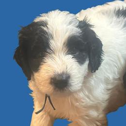 Bluey - Black and white Sheepadoodle puppy in Candler, North Carolina from Celia's Sheepadoodles