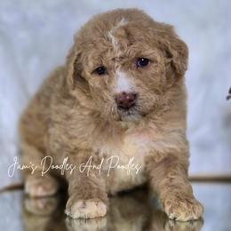 Cove - Yellow and white male Bernedoodle puppy in Cleveland, Georgia from Jam's Doodles And Poodles