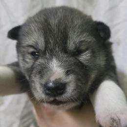 Girl - Agouti and white female Siberian Husky puppy in Oscoda, Michigan from Sstar