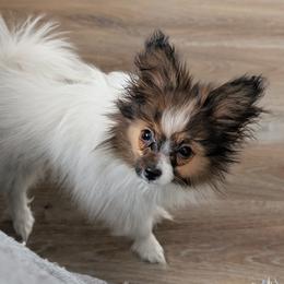 Uno - Red white and sable male Papillon puppy in Dorset, Ohio from Classy Country Papillons