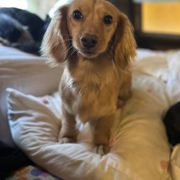 Margie - Dachshund