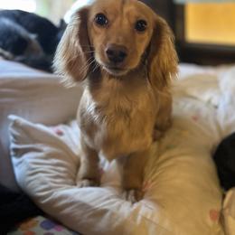 Margie - Dachshund